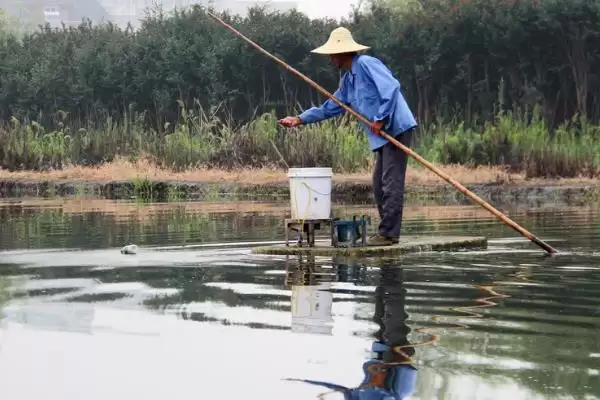 图片[7]-小龙虾怎么养殖(小龙虾养殖需清塘消毒、培育浮游生物后放虾苗)？-会东网