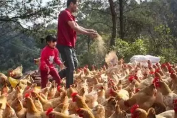 图片[2]-玉米和什么混合搭配喂鸡好(玉米与哪些食物搭配喂鸡效果好)？-会东网