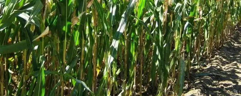 浙科糯10号玉米种啥情况(浙科糯10号玉米种亩植密度3300株左右)?-会东网