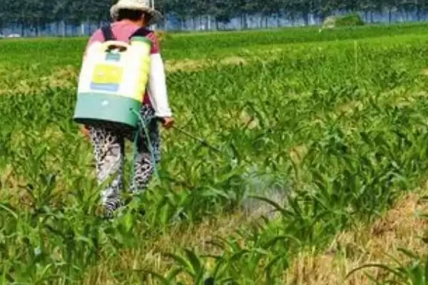 图片[3]-玉米控旺早上打药可以吗(玉米控旺早上打药是否合适)？-会东网
