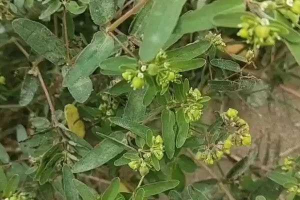 图片[2]-折断有白色乳汁的植物有哪些，常见的有通奶草、鹅绒藤等？-会东网