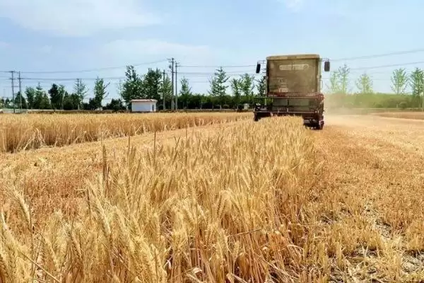 图片[3]-夏收通常时间介绍：一般5-6月份进行要点？-会东网