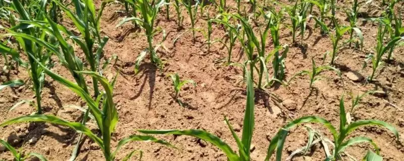 玉米播种后多久拔节(玉米播种后多久会进入拔节期)?-会东网