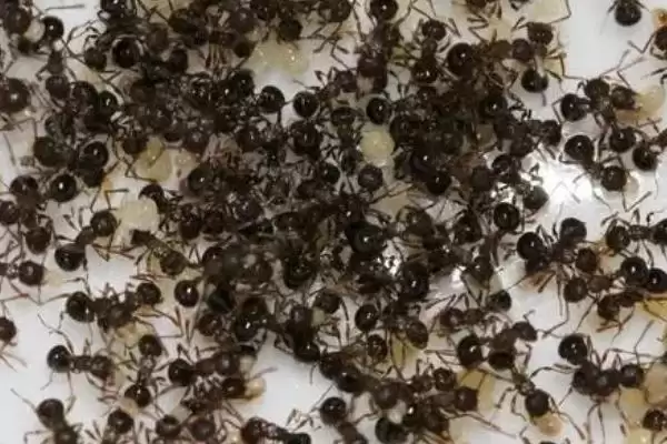 图片[2]-怎么人工养殖蚂蚁(人工养殖蚂蚁的方法和步骤有哪些)？-会东网