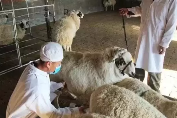 图片[12]-羊怎样养长得快(养羊长得快首先要选择生长速度较快的羊品种)？-会东网