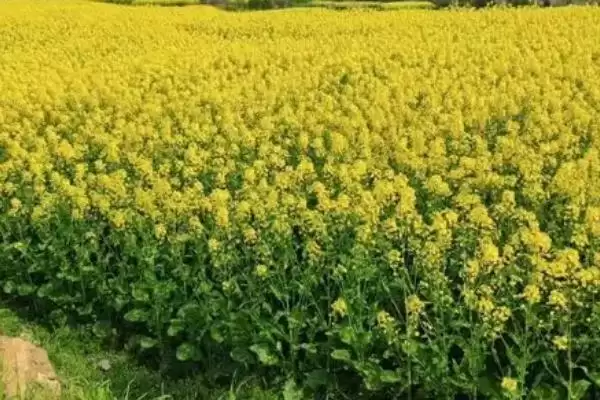 图片[3]-夏收时间介绍：一般5-6月份相关要点？-会东网