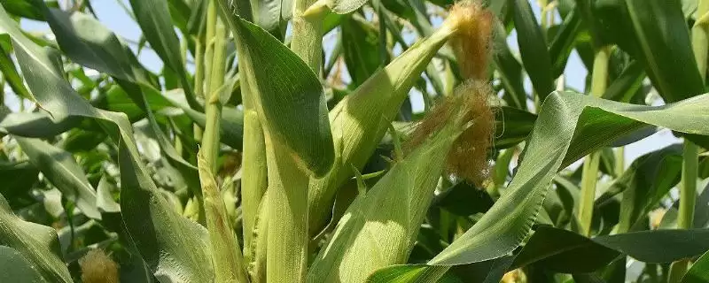 雅玉219玉米品种特性及春播播种时间要点？-会东网