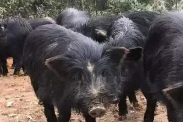 图片[2]-香猪食物介绍：野草、稻谷等青绿饲料要点？-会东网