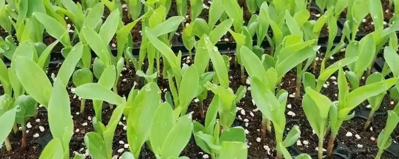 育玉米苗需哪种育苗盘(育玉米苗适合用哪种育苗盘)?-会东网