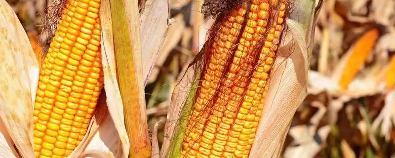 先玉1723玉米品种特性及中抗丝黑穗病情况?-会东网