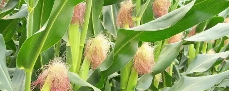 禹甜糯9号玉米种子介绍(禹甜糯9号玉米种子情况如何介绍)？-会东网