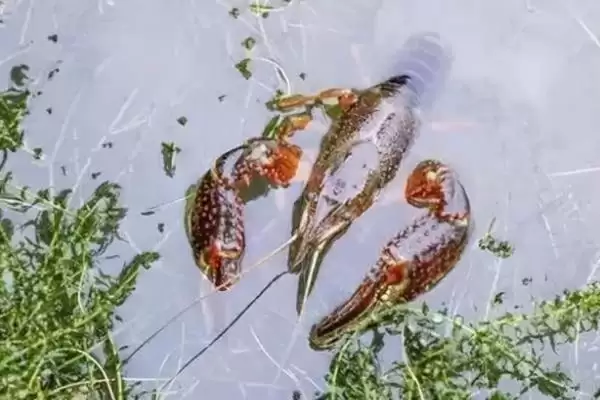 图片[11]-小龙虾怎么养殖(小龙虾养殖需清塘消毒、培育浮游生物后放虾苗)？-会东网