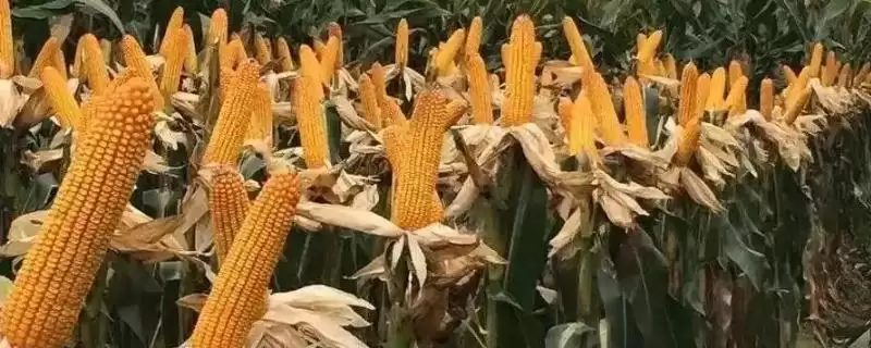 鑫瑞普826玉米种简介及适宜播期要点?-会东网