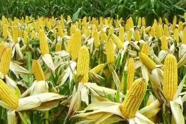 图片[3]-怎么避免玉米出现畸形穗(避免玉米出现畸形穗的方法有哪些)？-会东网