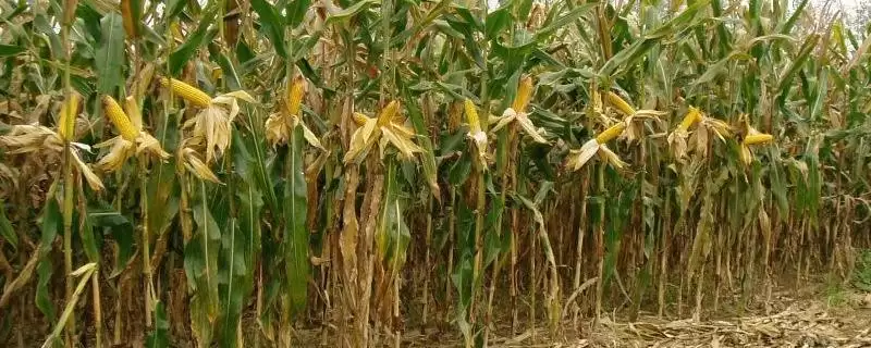 湘康玉1号玉米种子介绍及种植密度要点？-会东网