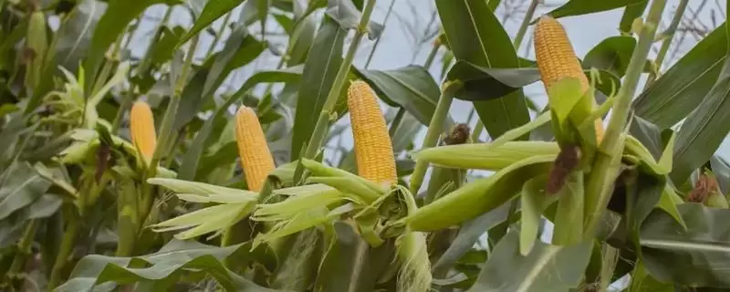 裕丰629玉米种简介(裕丰629玉米种情况怎样简介)？-会东网