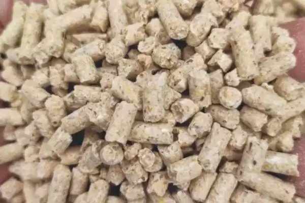 图片[2]-猪粮比处于多少才能保本(猪粮比通常要处于5.5：1才能保本)？-会东网