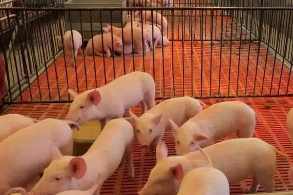 图片[3]-养100头猪的效益(养100头猪效益怎么样)？-会东网