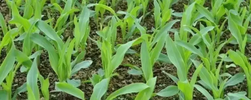 夏玉米苗期管理技术及水肥和病虫害防治要点?-会东网