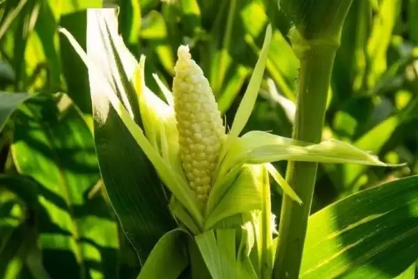 图片[4]-玉米什么时候开花(玉米开花时间受什么因素影响)？-会东网