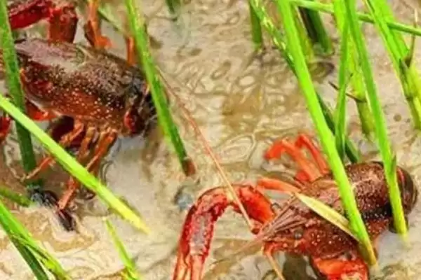 图片[14]-小龙虾怎么养殖(小龙虾养殖需清塘消毒、培育浮游生物后放虾苗)？-会东网