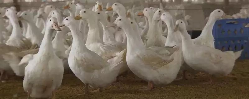 鸭子是否冬眠及冬天不冬眠要点?-会东网