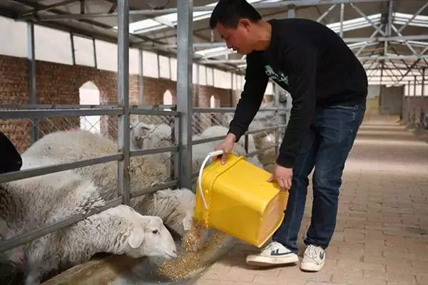 图片[10]-羊怎样养长得快(养羊长得快首先要选择生长速度较快的羊品种)？-会东网