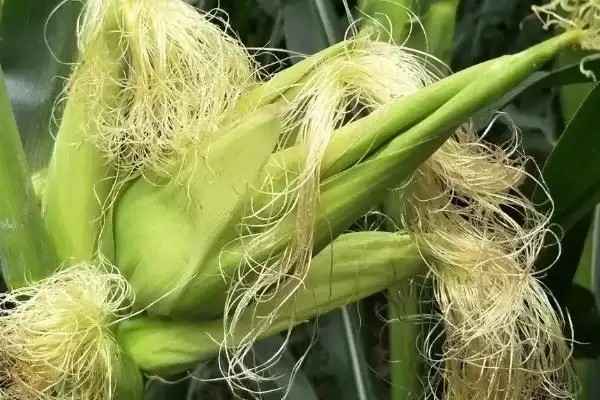图片[4]-玉米香蕉穗的防治方法(玉米香蕉穗的防治措施有哪些)？-会东网