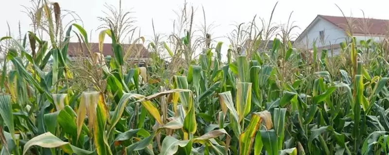 源育308玉米种简介(源育308玉米种情况怎样简介)？-会东网