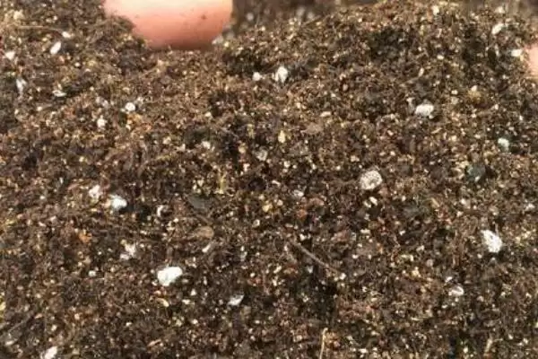 图片[3]-蘑菇怎么种植(蘑菇种植需将基质装入菇袋灭菌处理后接种)？-会东网