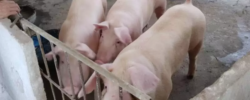 养猪怎么节省饲料(养猪节省饲料的方法有啥)?-会东网