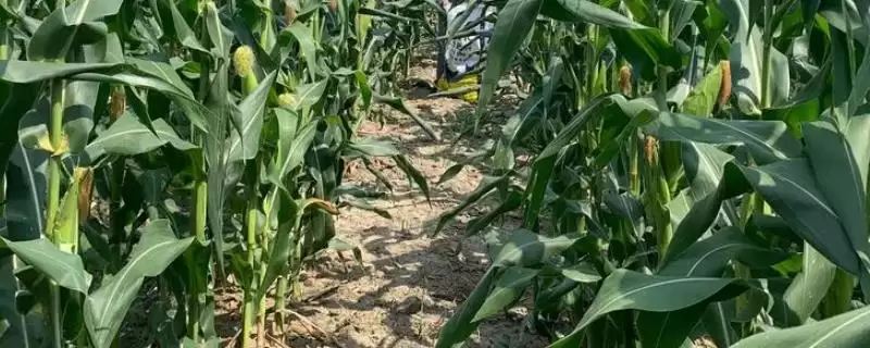 新单29玉米品种简介及每亩密度要点？-会东网