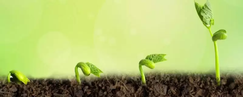植物生长激素有哪些类型(植物生长激素公认种类包括5个)？-会东网