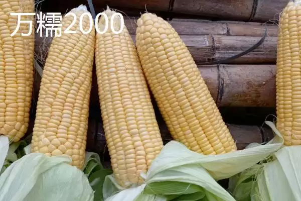 图片[9]-有哪些品质好的玉米种(品质好的玉米种有哪些推荐)？-会东网