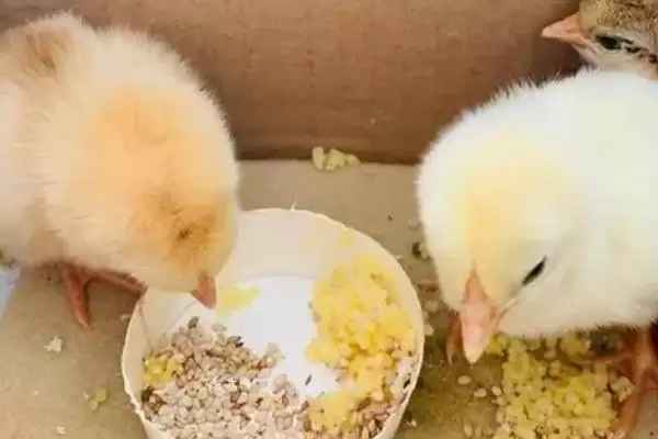 图片[4]-小鸡喂食方法及每天喂食次数要点？-会东网
