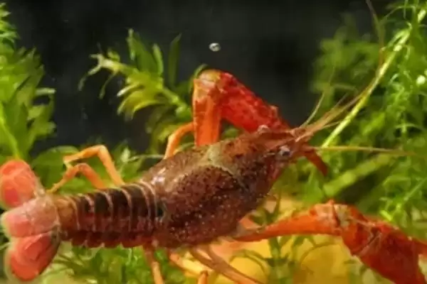 图片[9]-小龙虾怎么养殖(小龙虾养殖需清塘消毒、培育浮游生物后放虾苗)？-会东网
