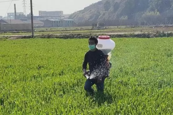图片[4]-小麦底肥选择：有机和无机结合方式要点？-会东网