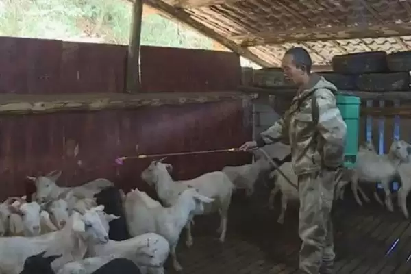 图片[14]-羊怎样养长得快(养羊长得快首先要选择生长速度较快的羊品种)？-会东网
