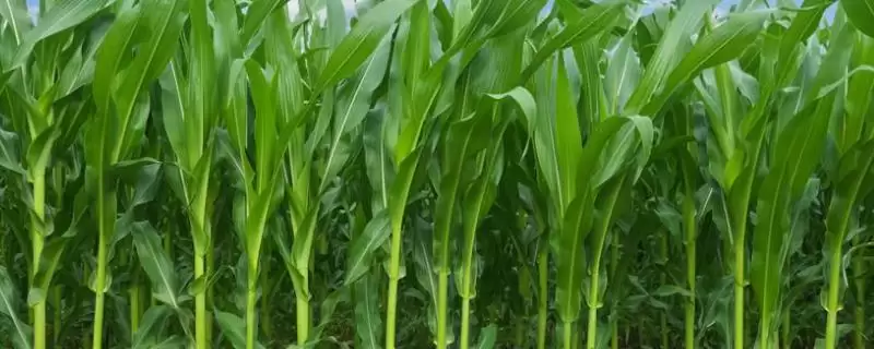 先玉1826玉米种简介及中等以上肥力地块种植要点?-会东网