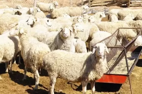 图片[2]-羊如何饲养(羊的饲养方法有哪些)？-会东网