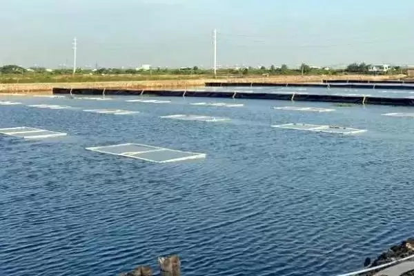 图片[3]-怎么养殖大口鲶(养殖大口鲶的方法和注意事项有哪些)？-会东网