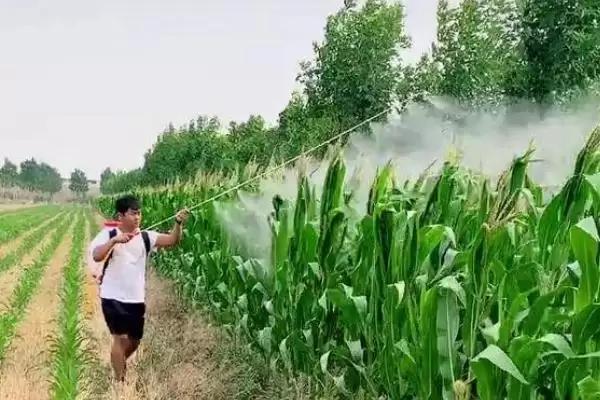 图片[4]-玉米有钻心虫如何防治(玉米钻心虫的防治方法有哪些)？-会东网