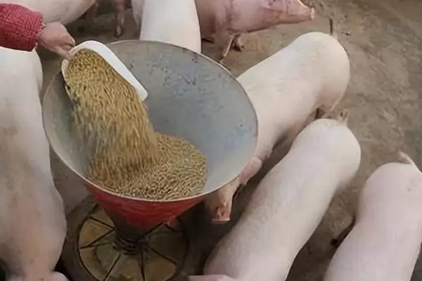 图片[3]-养猪没麸皮用什么代替(养猪没麸皮可用什么替代)？-会东网