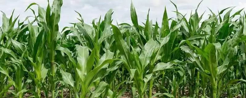 中邦6号玉米品种啥情况(中邦6号玉米品种中抗茎腐病(20.4%MR))?-会东网