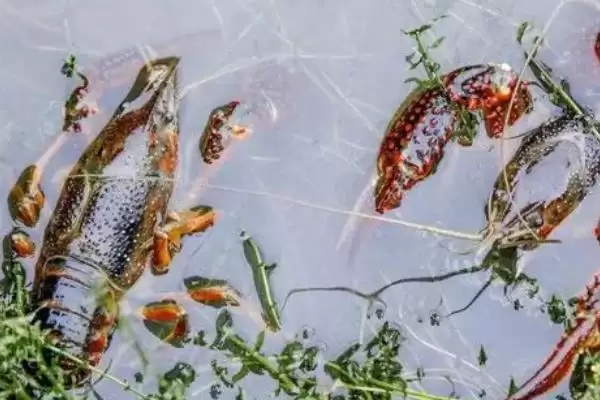 图片[8]-小龙虾怎么养殖(小龙虾养殖需清塘消毒、培育浮游生物后放虾苗)？-会东网