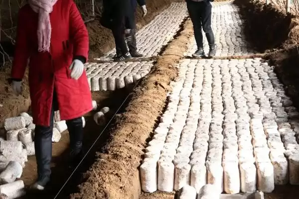 图片[3]-猪肚菇是什么菌类(猪肚菇是一种较常见的野生食用菌)？-会东网