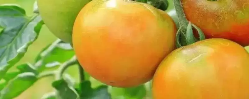 作物的营养临界期相关介绍,是指对养分没有太多需求、但缺少养分会导致发育不良的时期?-会东网