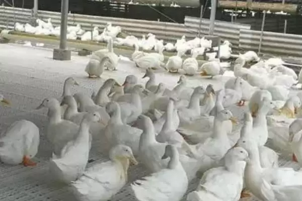 图片[5]-养殖肉鸭怎么节省饲料(养殖肉鸭节省饲料的方法)？-会东网