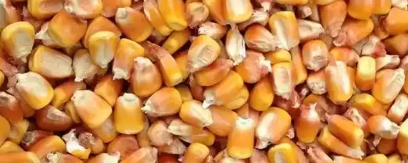 玉米怎么酿醋(玉米酿醋需去皮碾碎后装入缸内酿制)?-会东网