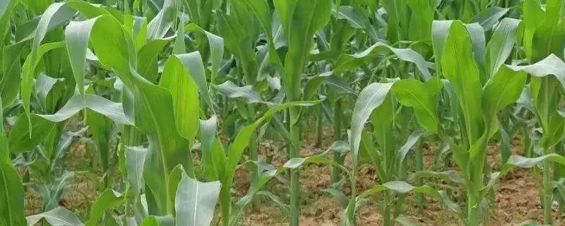 远科706玉米种子简介(远科706玉米种子情况怎样简介)?-会东网
